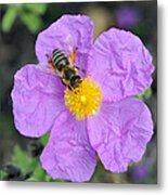 Rockrose Flower With Bee Metal Print