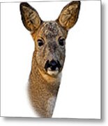 Roe Deer Portrait Metal Print