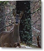 Roe Deer - Surprise Encounter Metal Print