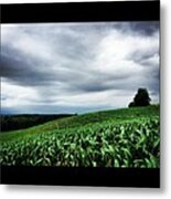 Rolling Corn Field After Storm Metal Print