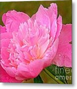 Pink Peony Metal Print