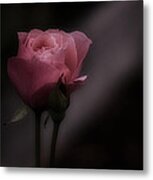 Romantic Pink Rose Metal Print