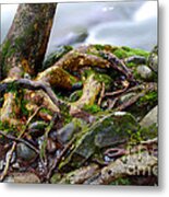 Roots By The Stream Metal Print