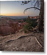 Roots On The Rim 1 Metal Print