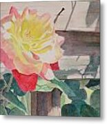 Rose Aglow Metal Print