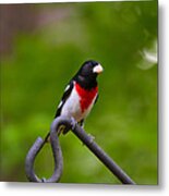 Rose Breasted Grosbeak Metal Print