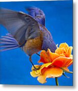 Bluebird Perching on an Orange Rose Metal Print