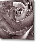 Rose In Black And White Metal Print