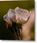 Rose In The Morning Metal Print