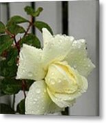 Rose In The Rain Metal Print