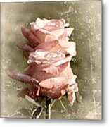 Rose Old-fashioned Metal Print