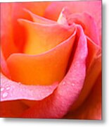 Rose Petals Metal Print