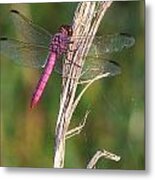 Roseate Skimmer 000 Metal Print