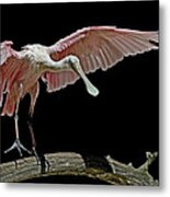 Roseate Spoonbill Metal Print