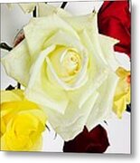 Roses Metal Print