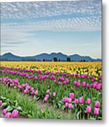 Rows Of Pink And Yellow Tulips At Farm Metal Print
