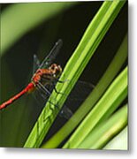 Ruby Meadowhawk Dragonfly On Green Grass Metal Print
