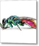 Ruby-tailed Wasp Metal Print