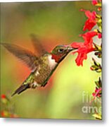 Ruby Throat Hummingbird Photo Metal Print