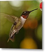 Ruby-throat Hummingbird Metal Print