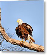 Ruffled Feathers Metal Print