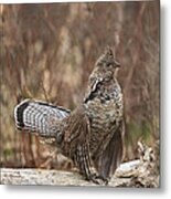 Ruffled Grouse Drumming 2 Metal Print