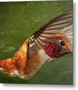 Rufous Hummingbird Metal Print