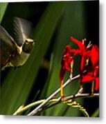 Rufous Hummingbird Female No. 2 Cropped Metal Print