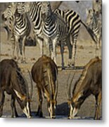 Sable Antelope At Waterhole Africa Metal Print