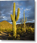 Saguaro Cacti In Desert Arizona Metal Print