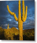 Saguaro Cactus Arizona Metal Print