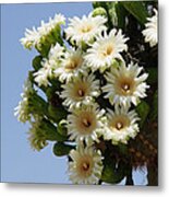 Saguaro In Bloom In The Superstition Mountains Metal Print