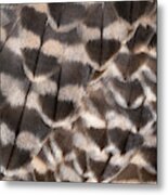 Saker Falcon Wing Feathers Abstract Metal Print