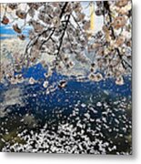 Sakura Petals On The Tidal Basin Metal Print