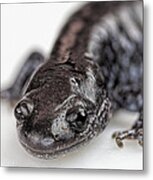 Salamander Metal Print
