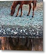 Salt River Wild Horses Metal Print