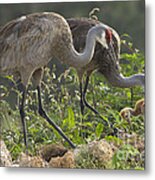 Sandhill Crane Family Metal Print