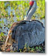 Sandhill Crane On Nest With One Day Old Metal Print