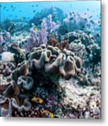 Sarcophyton Corals On A Reef Metal Print