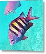 Sargeant Fish Metal Print