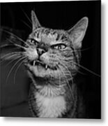 Say Cheese Metal Print