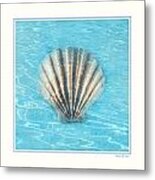 Scallop Underwater Metal Print