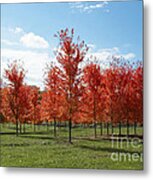 Scarlet Formation Metal Print