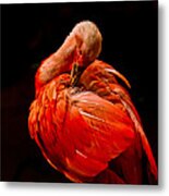 Scarlet Ibis Metal Print