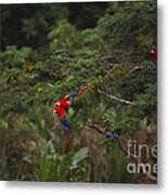 Scarlet Macaw And Green Winged Macaws Metal Print