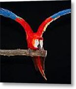 Scarlet Macaw Y Metal Print