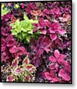 Scenes From The Berry Farm-- Colored Metal Print