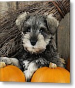 Schnauzer Puppy Metal Print