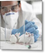 Scientist Examining Mice In Laboratory Metal Print