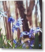 Scilla Siberica Metal Print